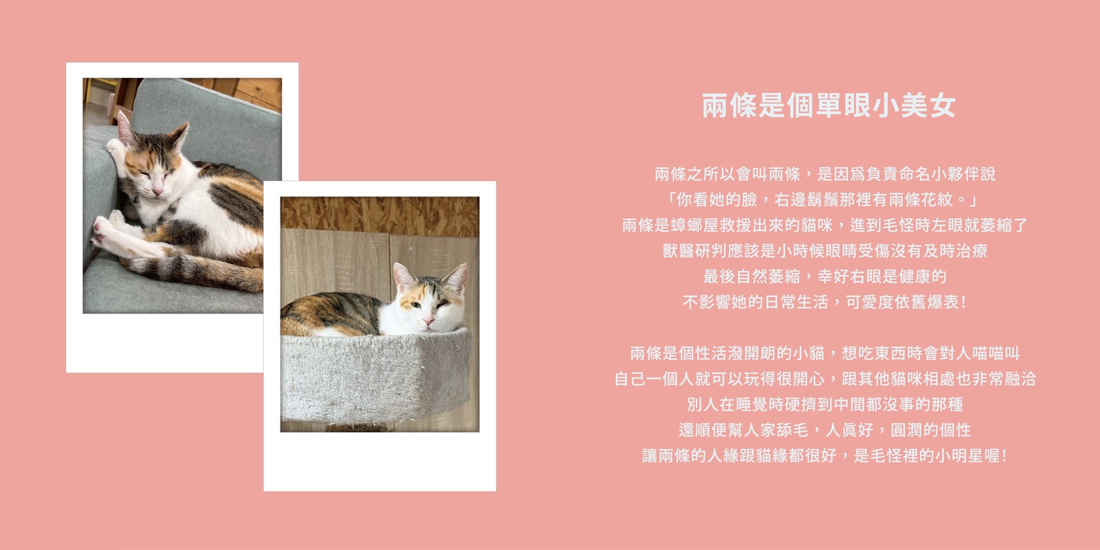 兩條的資料卡：兩條是個單眼小美女