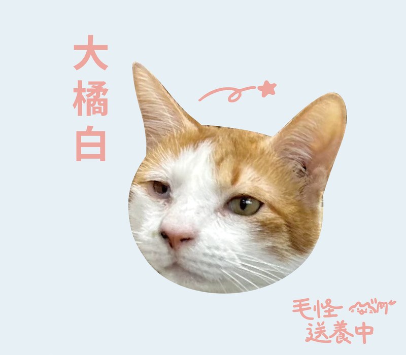 大橘白