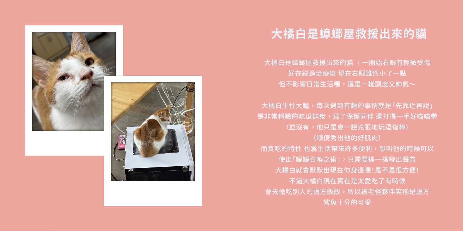 大橘白的資料卡：大橘白是蟑螂屋救援出來的貓