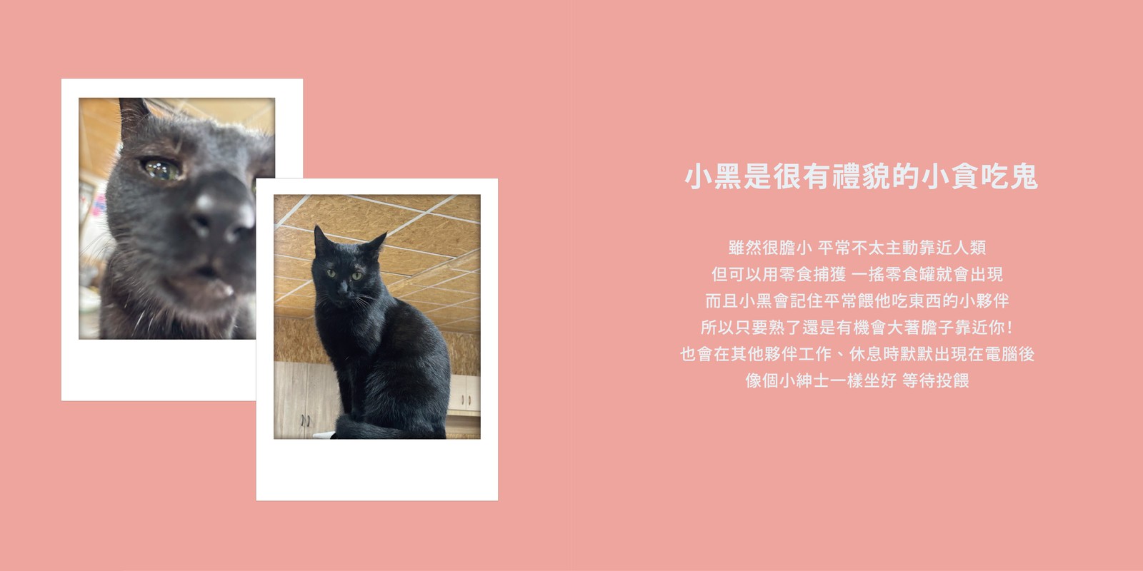 小黑的資料卡：小黑是很有禮貌的小貪吃鬼