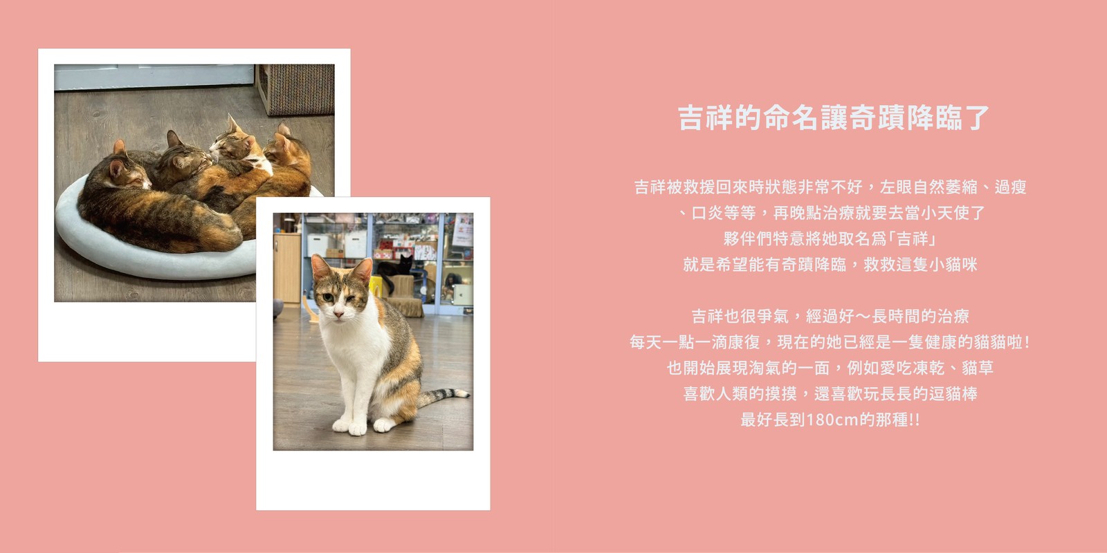 吉祥的資料卡：吉祥的命名讓奇蹟降臨了