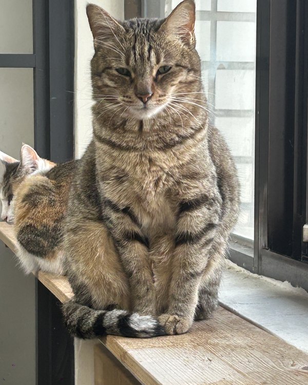虎橘