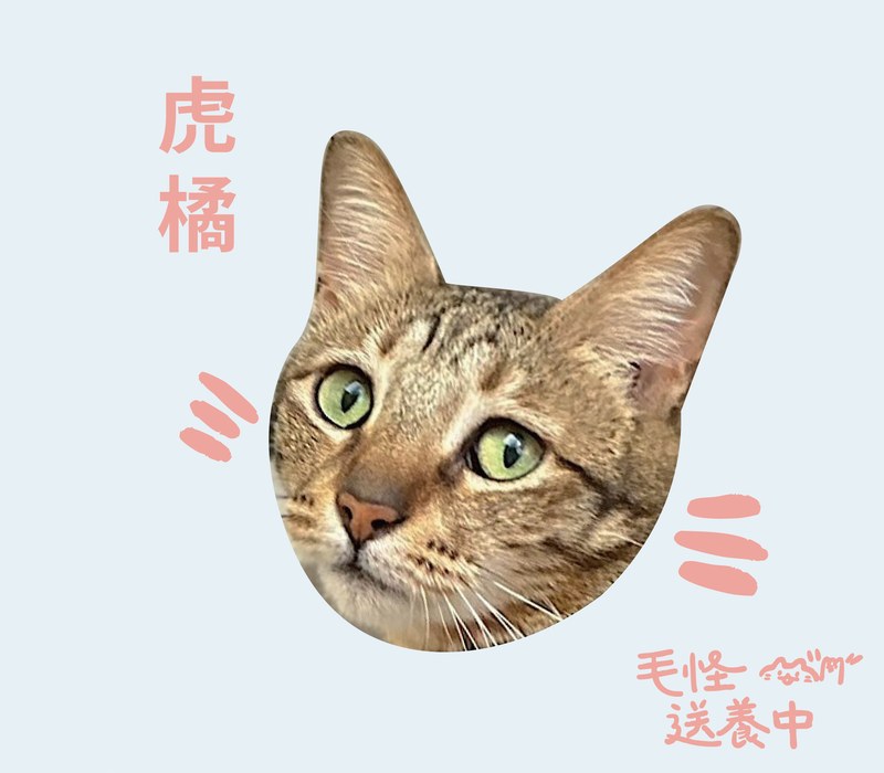 虎橘