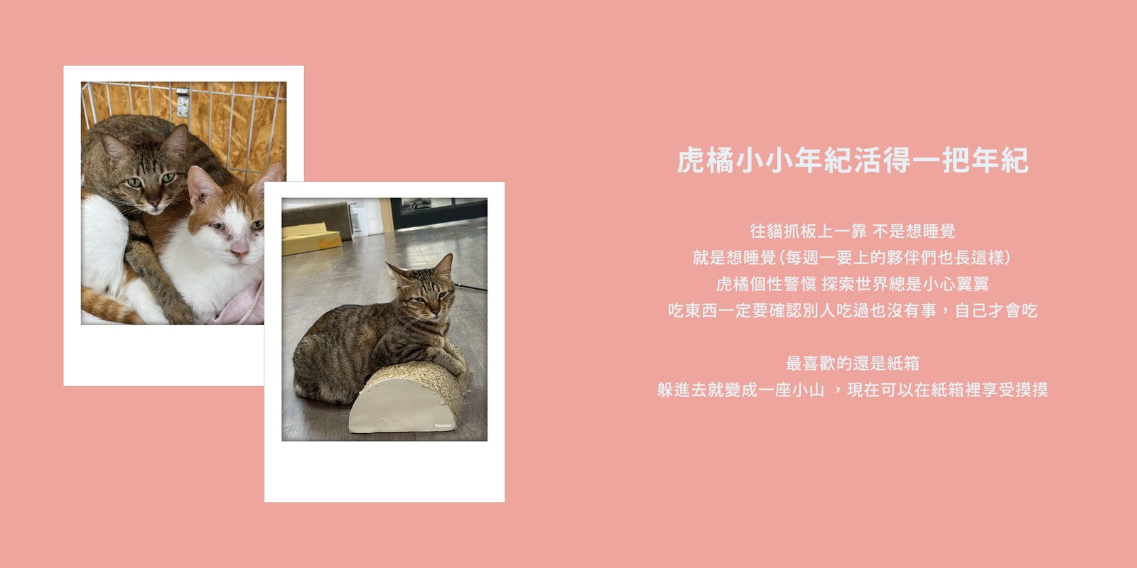 虎橘的資料卡：虎橘小小年紀活得一把年紀