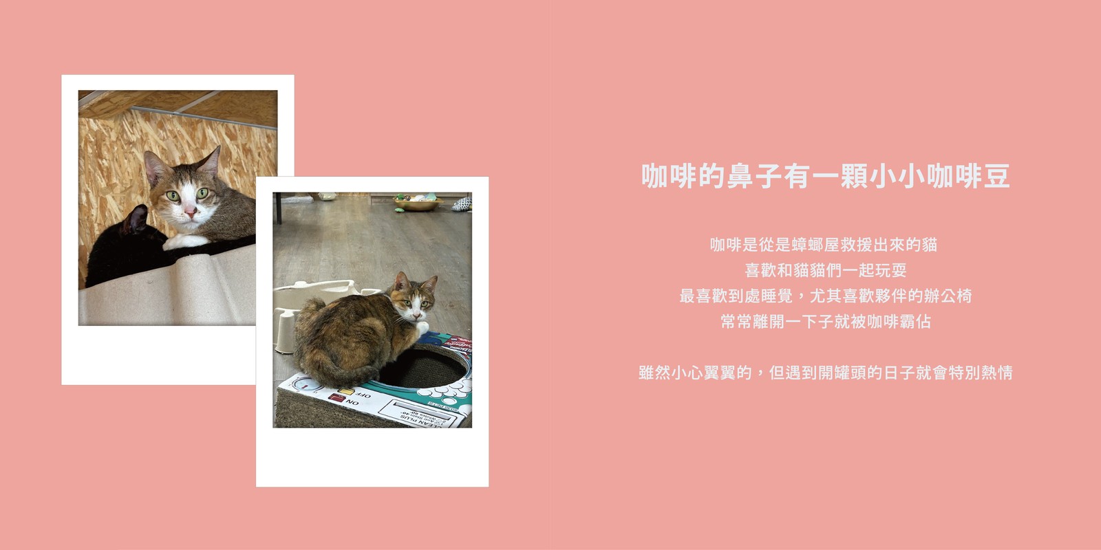 咖啡的資料卡：咖啡的鼻子有一顆小小咖啡豆