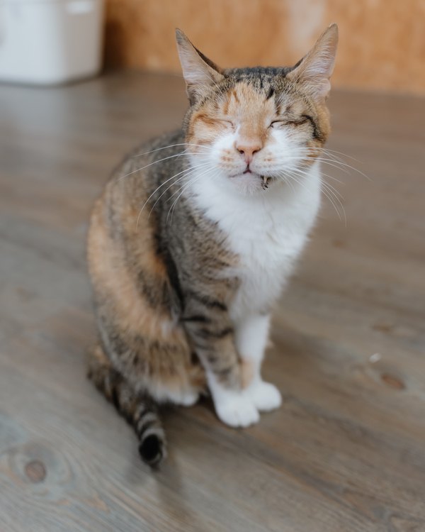 大花