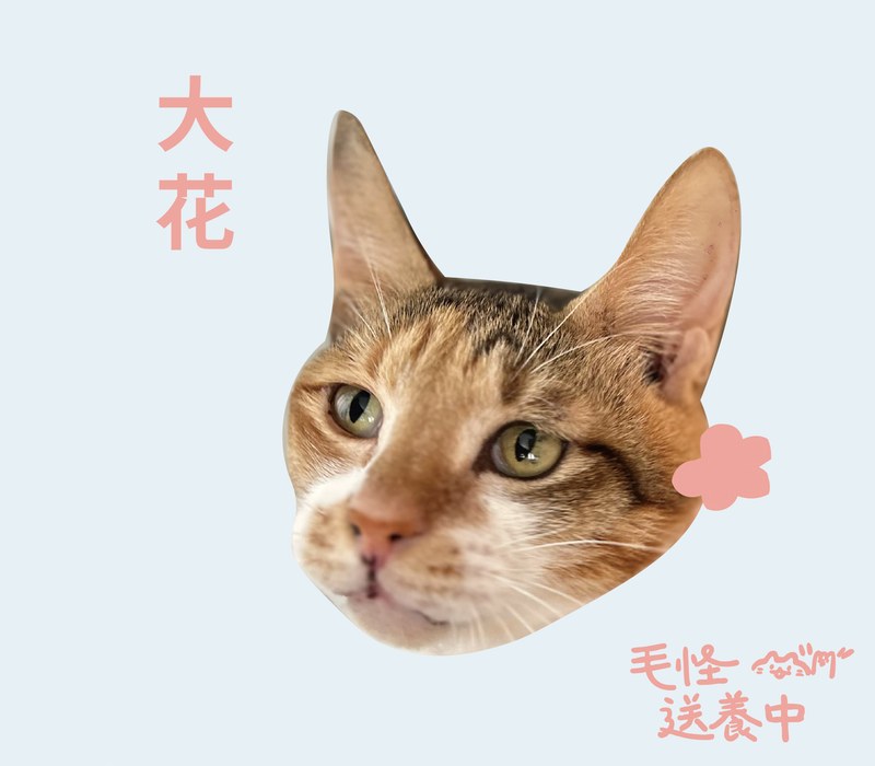 大花