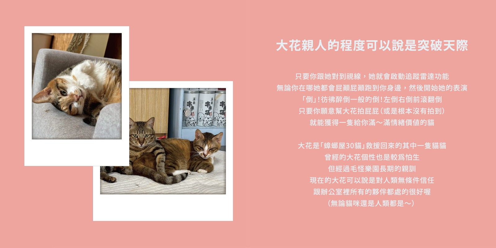 大花的資料卡：大花親人的程度可以說是突破天際