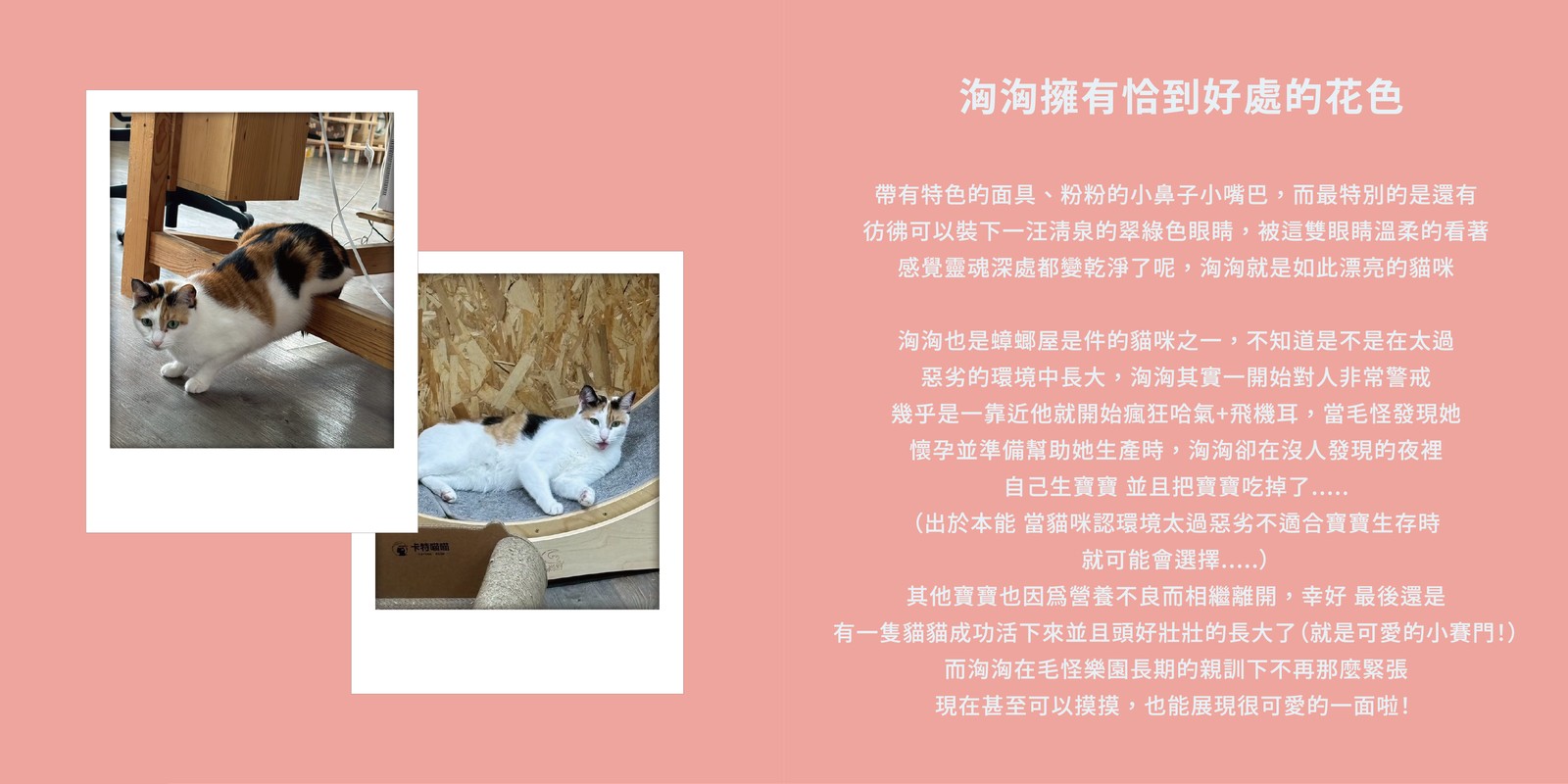 洶洶的資料卡：洶洶擁有恰到好處的花色